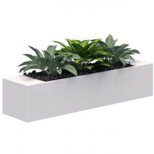plant 1 white